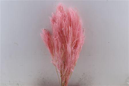 <h4>Pres Helecho Light Pink Bunch</h4>