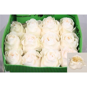 R Gr Vicky Gardens Ec