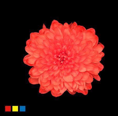 <h4>Chr T Altaj Pink</h4>