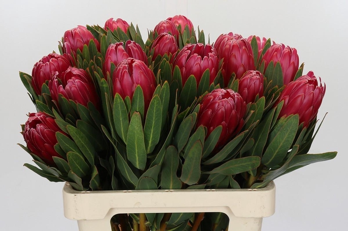 <h4>Protea Brenda</h4>