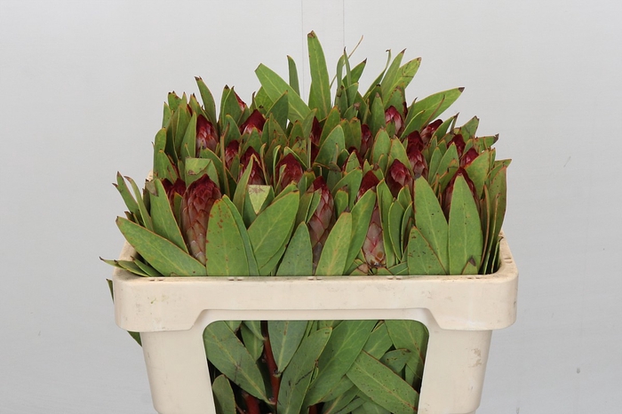 Protea Robijn