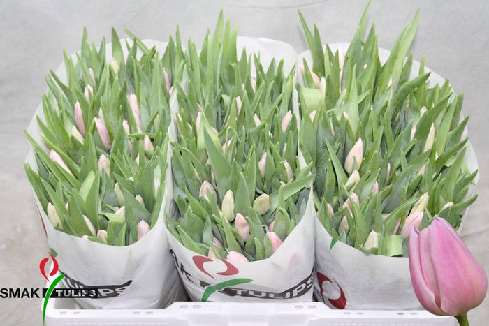 <h4>TU EN GABRIELLA</h4>