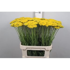 Achil F Parker Variety
