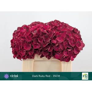 Hydr Dark Ruby Red 35 cm Vicini