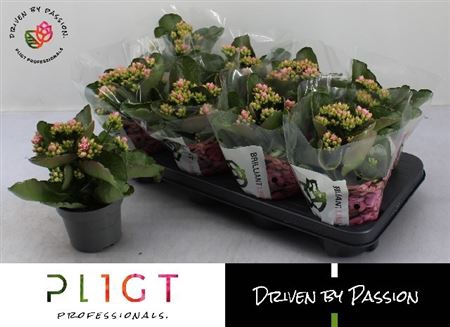 <h4>Kalanchoe double More Flowers Lillian</h4>