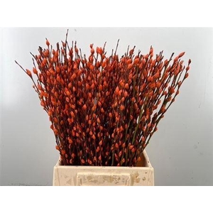 Salix Wilgenkatjes Orange 50cm P Stem