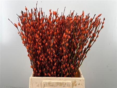 <h4>Salix Wilgenkatjes Orange 50cm P Stem</h4>