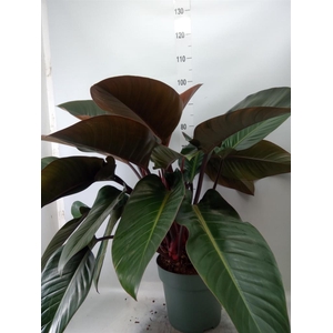 Philodendron 'Red Beauty'