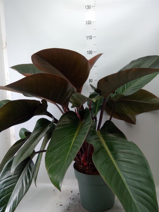 <h4>Philodendron  'Red Beauty'</h4>