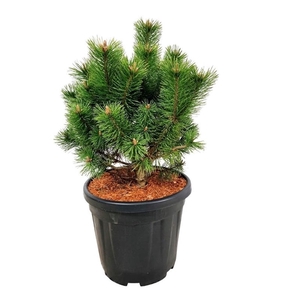 Pinus mugo 'Mumpitz'