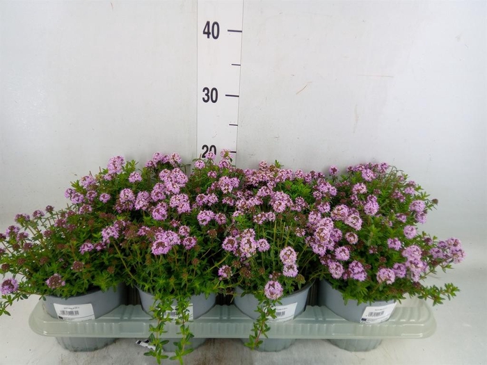 <h4>Satureja montana</h4>