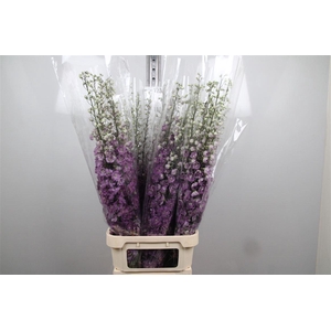 Delph Du Magenta Mojo