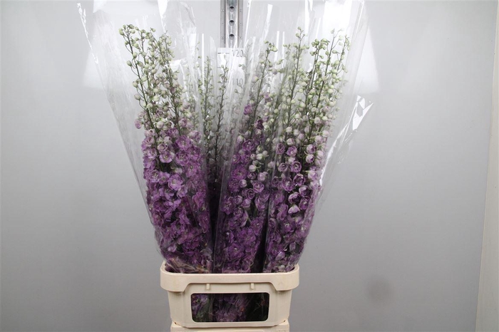 <h4>Delph Du Magenta Mojo</h4>