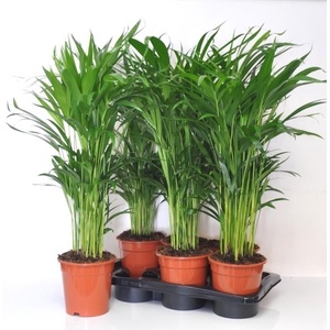 Areca lutescens 17Ø 55cm 20pp