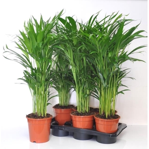 Areca lutescens 17Ø 60cm 20pp