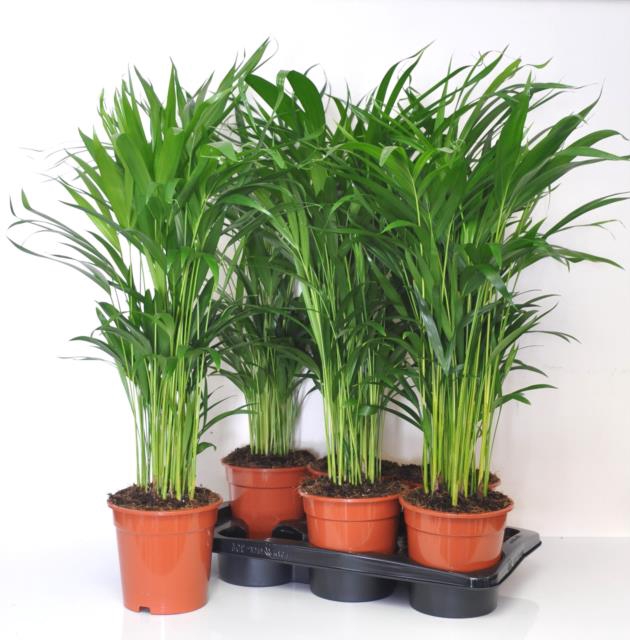 Areca lutescens 17Ø 55cm 20pp