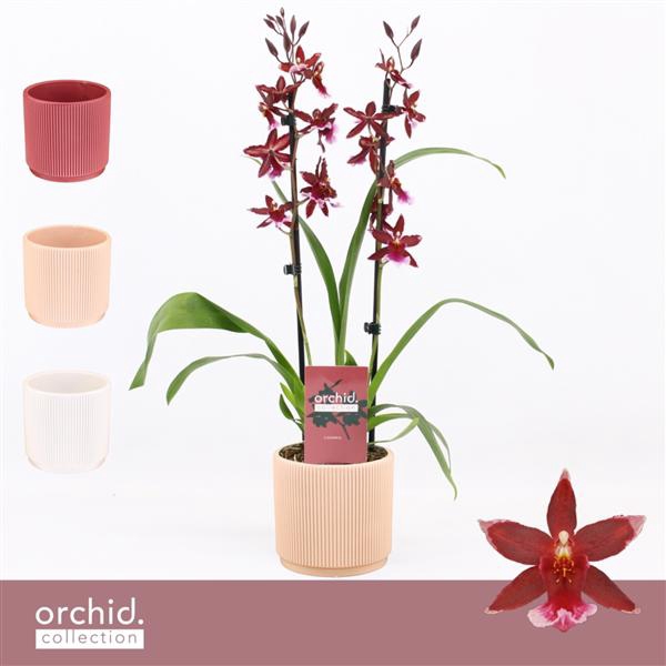 <h4>Barrocco Red, 2-spike in Horizon Ribble 'Orchid Collection'</h4>