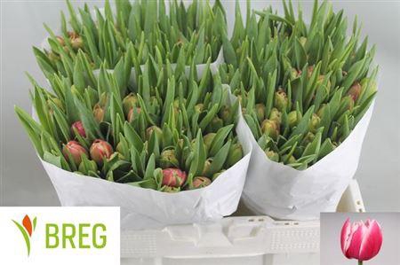 <h4>Tu Du Columbus</h4>