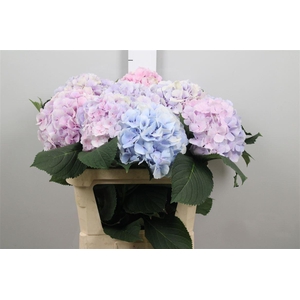 Hydr M Verena Bl Pastel