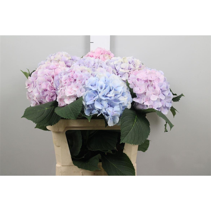 <h4>Hydr M Verena Bl Pastel</h4>