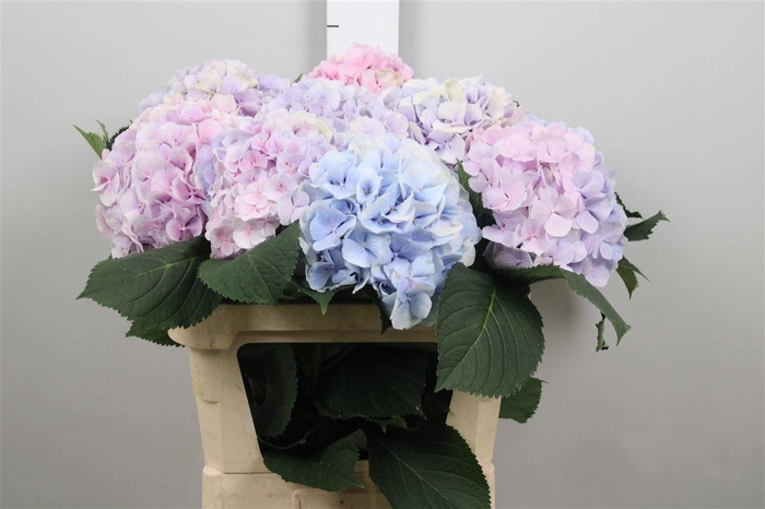 Hydr M Verena Bl Pastel