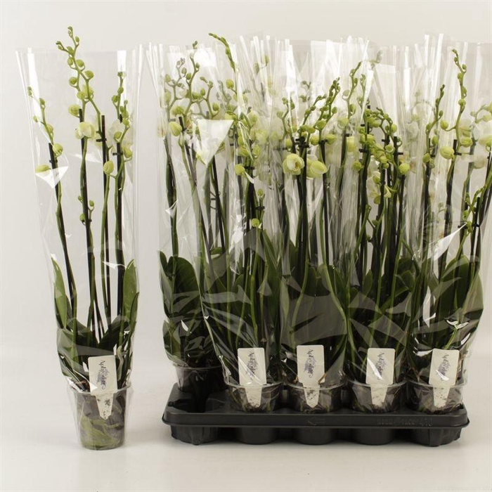 <h4>Phal Ov Wit</h4>