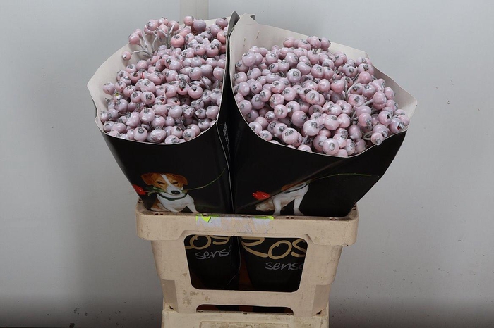 <h4>Snijgroen Snijbloemen Klb H</h4>