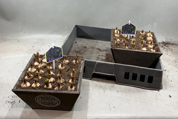 <h4>ARR MUSCARI</h4>