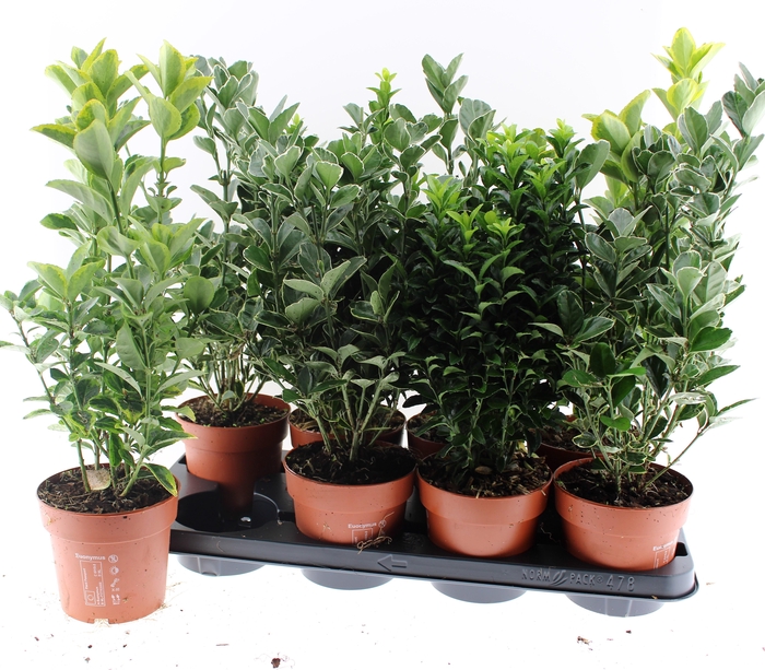 <h4>EUONYMUS JAP GEM</h4>