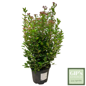 Viburnum tinus 'Eve Price' Bush P30