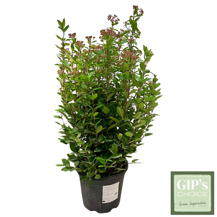 <h4>Viburnum tinus 'Eve Price' Bush P30</h4>