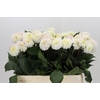 Dahlia White Isa