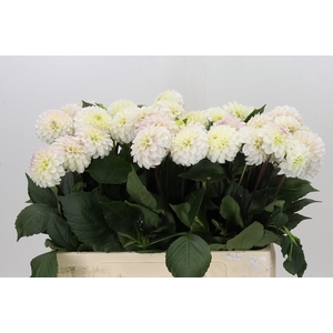 Dahlia White Isa