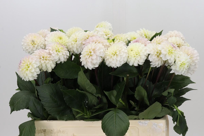 <h4>Dahlia White Isa</h4>