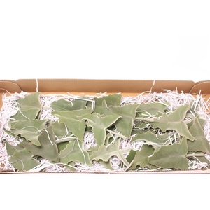 Kalanchoe Blad Klein