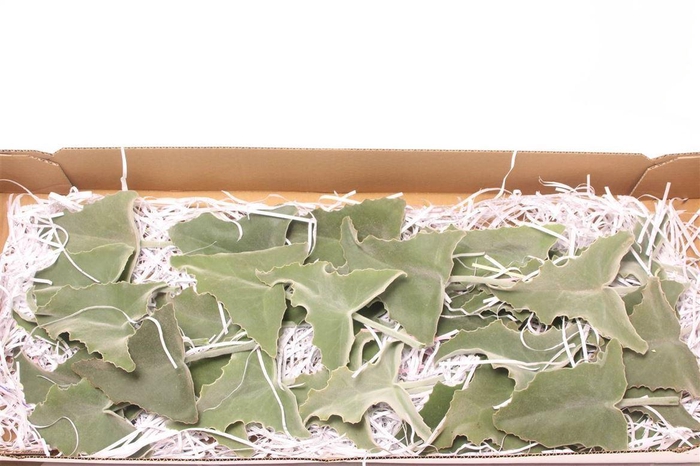 <h4>Kalanchoe Blad Klein</h4>