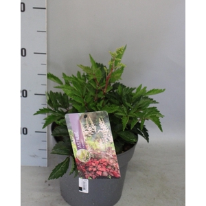 vaste planten 19 cm  Astilbe White