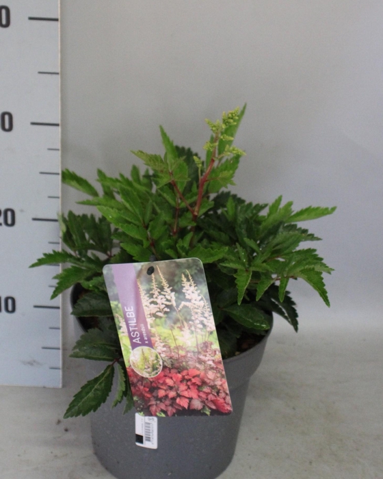 <h4>vaste planten 19 cm  Astilbe White</h4>