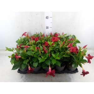 Mandevilla  'Sundavil Red'