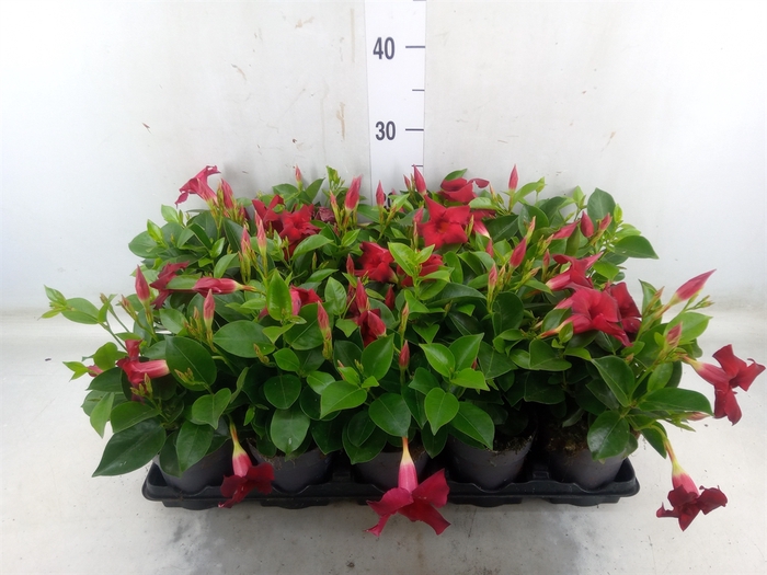 <h4>Mandevilla  'Sundavil Red'</h4>