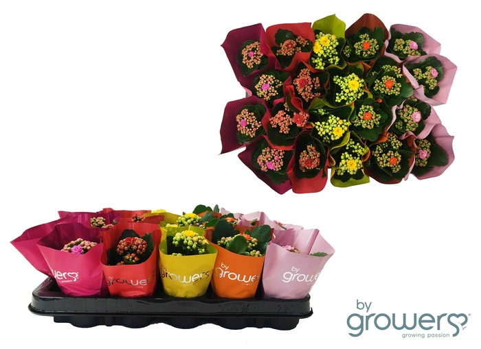 <h4>KALANCHOE BLOSSF CALANDIVA P6 MIX METAALHOES</h4>