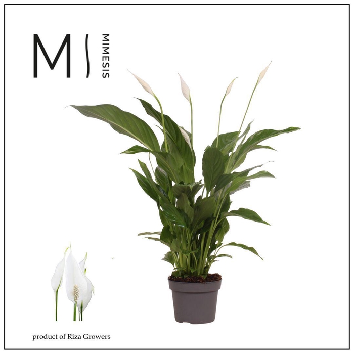 <h4>Mimesis Spathiphyllum Strauss - 13 cm</h4>