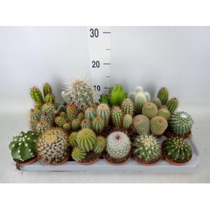 Cactus   ...mix