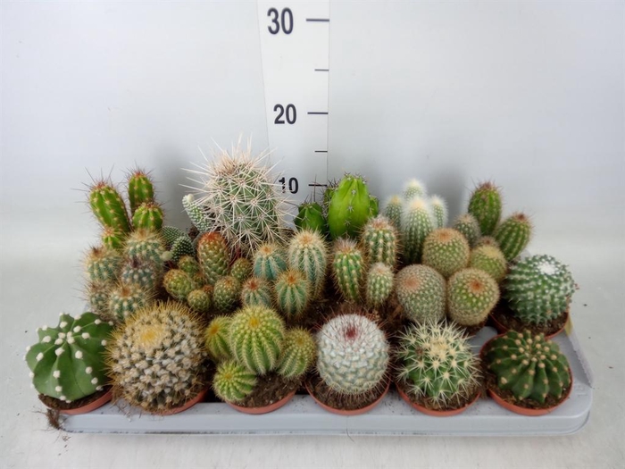 <h4>Cactus   ...mix</h4>