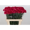 Dianthus St Aglianico