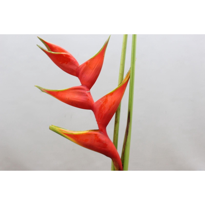 <h4>Heliconia Steel Humilis</h4>