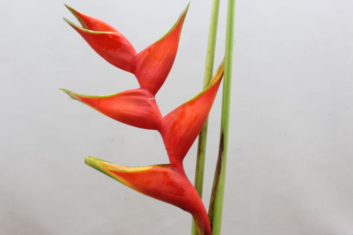 Heliconia Steel Humilis
