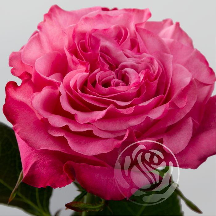 <h4>R GR COUNTRY BLUES Welyflor</h4>