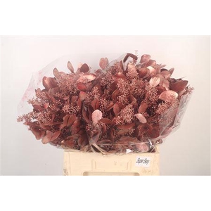 Euca Populus Berry V Red Metallic