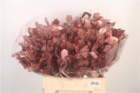 <h4>Euca Populus Berry V Red Metallic</h4>